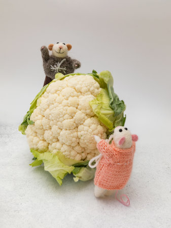 Cauliflower and bear doll on white background with copy space.の写真素材
