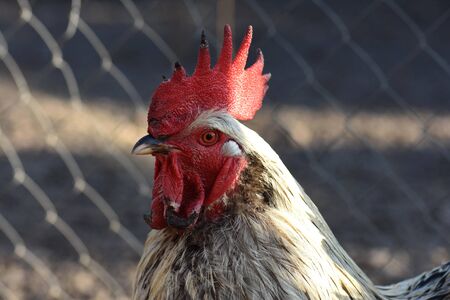 Eco bio farm. Free range chickens outdor.の写真素材