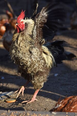 Eco bio farm. Free range chickens outdor.の写真素材