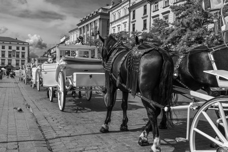 black and white photograph european market square, traditional white carriage with black horsesの写真素材