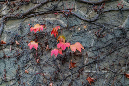 Red ivy leaves on a stone wall in autumn. Selective focus.