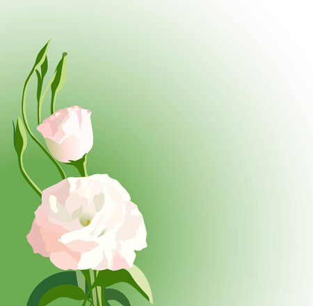 green background with white beautiful flowers - vector - eps 8のイラスト素材