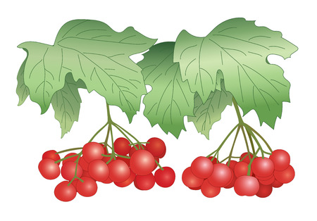 red berries - vector illustration - viburnumのイラスト素材