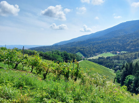 Pohorje Mountains. Slovenia. Green hills with vineyard and forestの写真素材