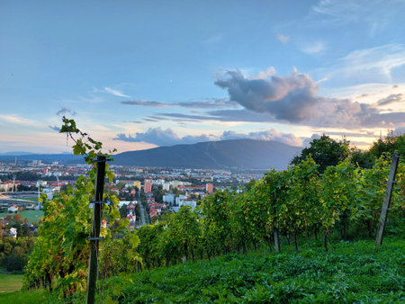 green rows of grape bushes near Maribor. Slovenia. Europeの写真素材