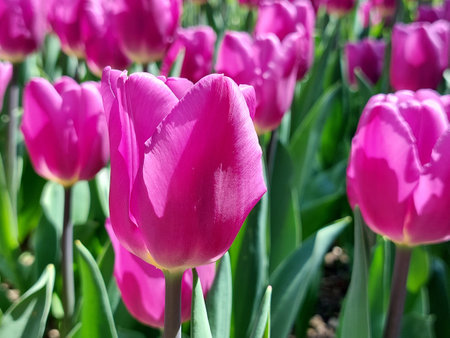 pink flowers closeup - tulips in park. springの写真素材