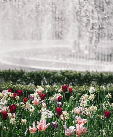 burgundy and pink tulips and daffodils on a background of water from a fountainの写真素材