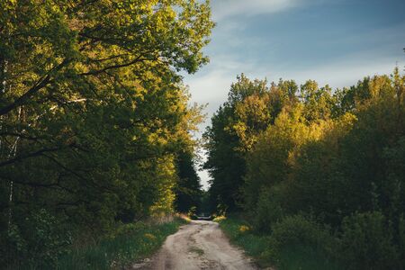 road in a green sunny forest front view