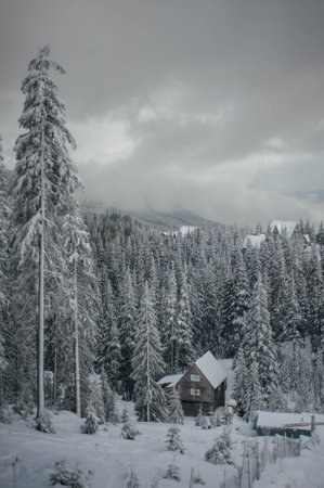 dark wooden house on top among Christmas trees and snow-capped mountains of the Carpathians in...