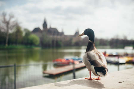 duck in the foreground on the background of the river and the green city of Hungary Budapest front view close-upの写真素材