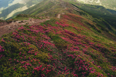 Beautiful Carpathian mountains with beautiful pink flowers and a trail for travelers, rear view the average planの写真素材