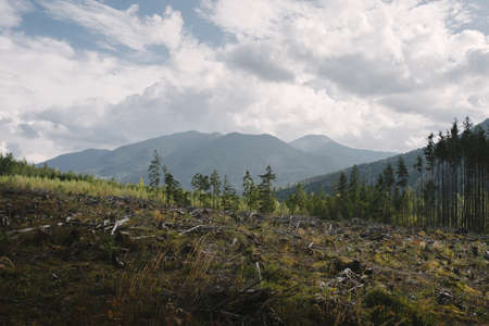 beautiful landscape of Carpathian green mountains and green forests on a sunny day blue sky with white clouds, front view overall planの写真素材