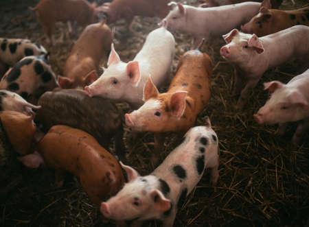 Little pink and brown pigs in black spots in a pen on a background of hay, close up front view