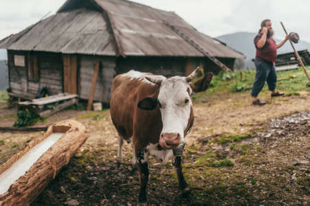 young cow in brown and white spots standing in the mountains on the background of a wooden house and a farmer on a sunny day, the average plan front viewの写真素材