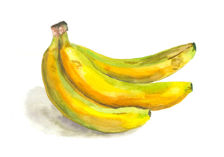 Banana stem with shadow. Watercolor painting isolated on white backgroundの写真素材