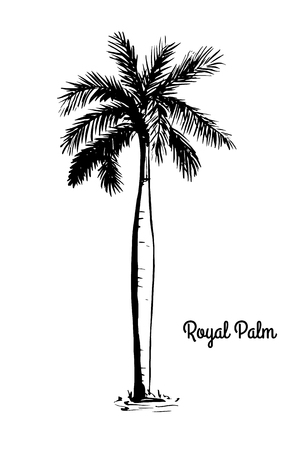 Vector sketch illustration Black silhouette of Royal Palm isolated on white background. Tropical and subtropical flora, native to Florida and Mexico. National tree of Cuba. Roystonea Regia.のイラスト素材