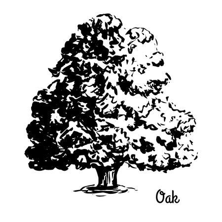 Vector sketch illustration. Black silhouette of Oak isolated on white background.のイラスト素材