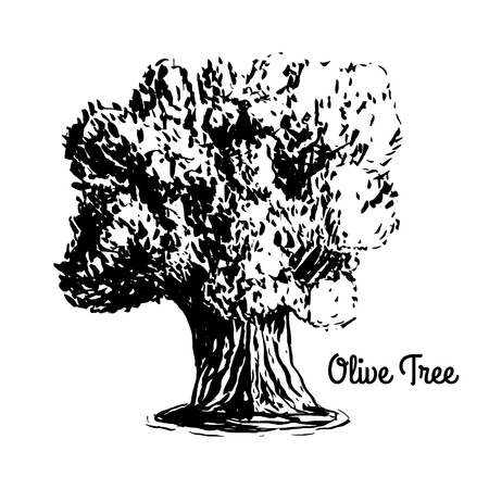 Vector sketch illustration. Black silhouette of Olive tree isolated on white background.のイラスト素材