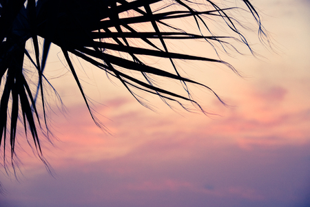 A closeup silhouette of a palm tree with beautiful red and purple sunset clouds in the backgroundの写真素材