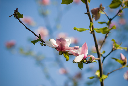 A beautiful pink blooming magnolia branch with blue sky in the backgroundの写真素材