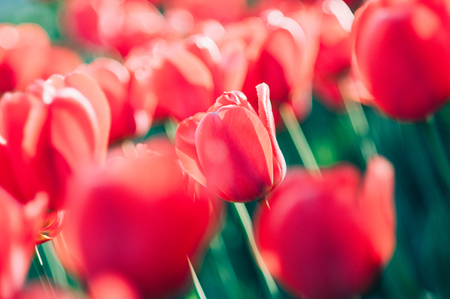 A red tulip standing out of a soft focused field of tulipsの写真素材