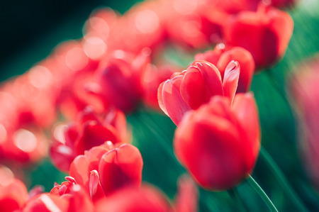 Red tulips on a sunny day with soft focus artistic backgroundの写真素材