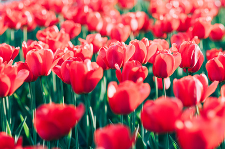 Soft focus sunlit red tulips in a gardenの写真素材
