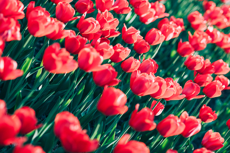 Field of red beautiful tulips in bloom in the daylightの写真素材