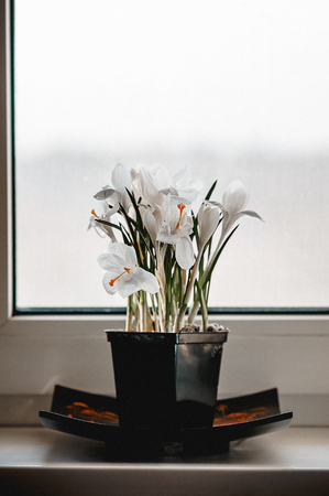 White crocus flowers in bloom on window sill, in a black square flower potの写真素材