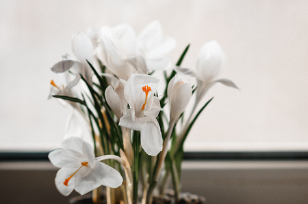 Closeup view of white crocus flowers in bloom on window sill, with white backgroundの写真素材