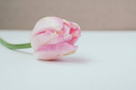 Macro view of a beautiful pink single tulip on light contrast background, with copy spaceの写真素材