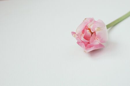 Macro view of pink single peony on white background, isolated, copy spaceの写真素材