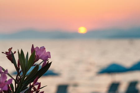 Sunset beach with pink flowers in the foreground, and blurred sea, distant mountains and sun in the background. Romantic conceptの写真素材