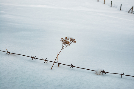 Wild hogweed flower and barbed wire against the snow, close up view, selective focus, winter nature. Countryside, villageの写真素材