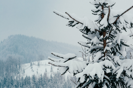 Winter countryside mountain landscape with snow-capped spruce tree, forests in the misty distant backdrop. Picturesque and peaceful wintry scene European resort locationの写真素材