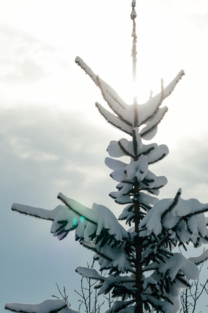 snow-capped spruce tree, against sun rays winter sky. Picturesque and peaceful wintry sceneの写真素材
