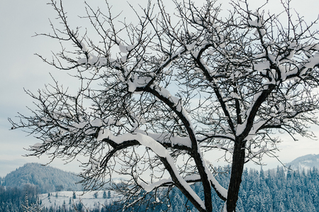 Winter countryside mountain landscape with snow-capped tree in the front, forest in backdrop. Picturesque and peaceful wintry scene European resort locationの写真素材