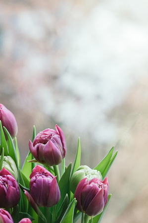 Close up and selective soft focus vertical image of  beautiful pink, green tulip flowers. Blurred abstract background. Spring, holiday, date, event concept, for card, copy spaceの写真素材