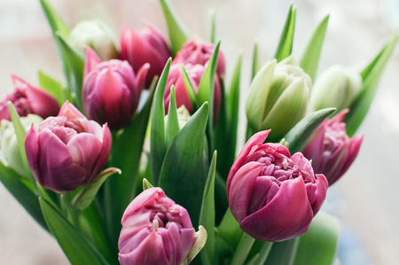 Close up and selective soft focus on front right flower in bouquet of beautiful pink and green tulips. Blurred abstract background. Spring, holiday, date, event concept, for cardの写真素材