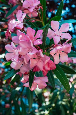Beautiful pink flowers of oleander, closeup view. Summer, nature, colorful. Mediterranean coast...