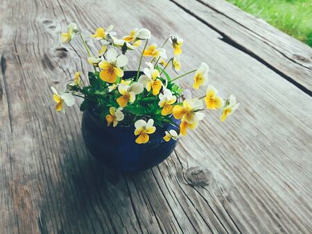 Yellow viola flowers in blue ceramic cup, on wooden veranda background. Still life in rustic style. Close up view. Summer or spring in garden, countryside lifestyle concept. Daylightの写真素材