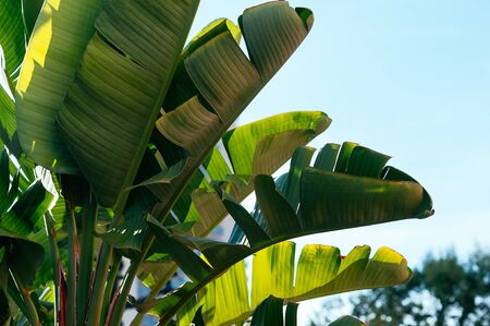 Beautiful lush green leaves of tropical plants against blue sky. Summer resort, botanical garden. Vacation, travel concept. Copy space for your text and designの写真素材