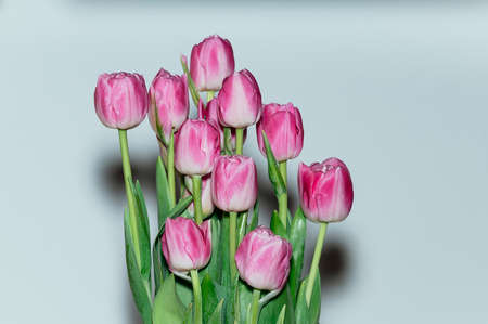 Pink tulip flowers. Lifestyle photo of peony tulips on white background. Harsh shadows from the flash light. Holiday, gift, glamor concept. Flowers for greeting card or other designの写真素材