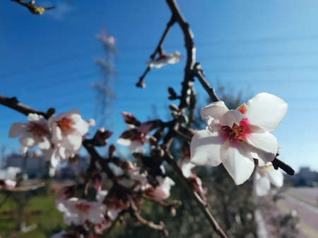 Spring in city. Branches of blooming apricot tree with power lines and blue sky in the backgroundの写真素材