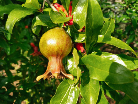 A close-up of a red pomegranate ripening on a tree. The process of a fruit growth. selective focusの写真素材
