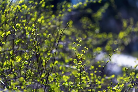 Green bush with young leaves. Close-up