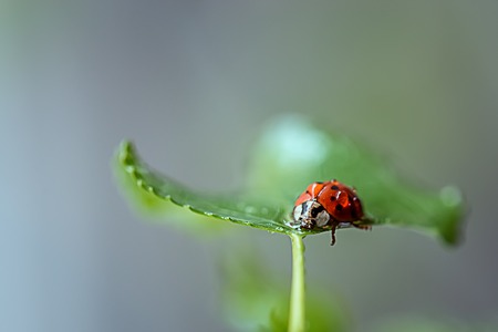 A Ladybug in water drops, close-up. Macro photo. Ladybug on a green leaf.の写真素材