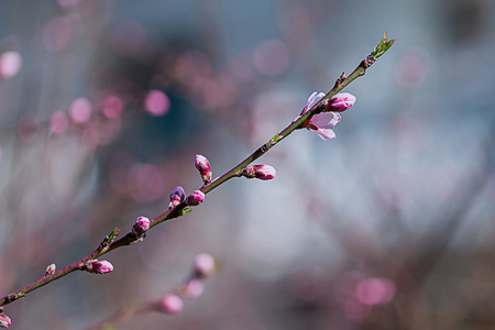 Cherry branch close-up. Cherry branch with flowers. Spring flowering. The concept of flowering and beauty. Horizontal imageの写真素材