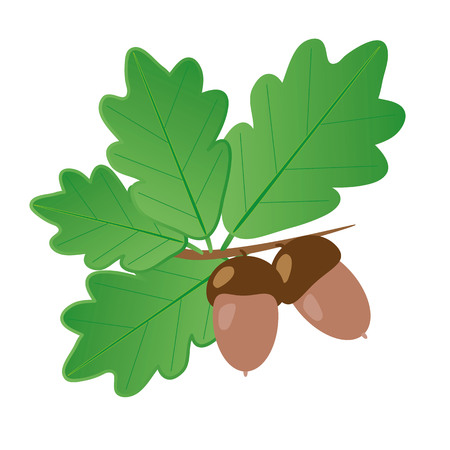 Light brown acorns with dark brown hats on a branch with bright green oak leaves on a white backgroundのイラスト素材
