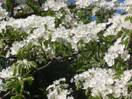 Flowering Pear